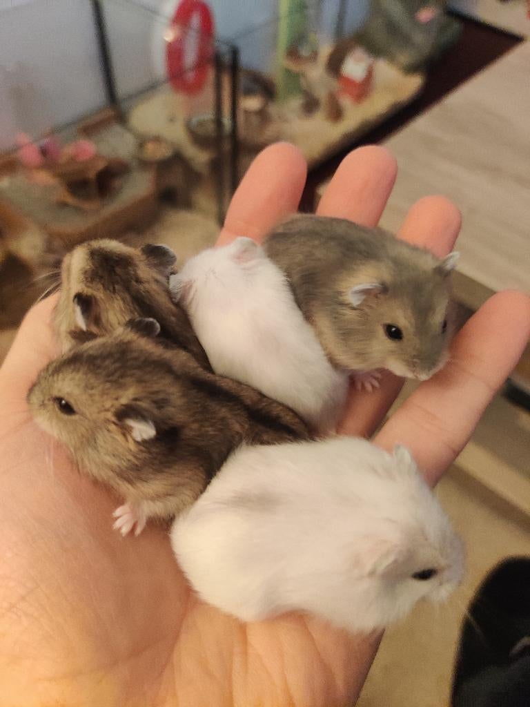Lieve jonge tamme dwerghamsters (optioneel met kooi-spullen), Hamster, April, Meerdere dieren, Tam