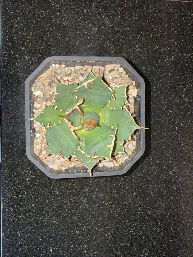 Titanota, Tuin en Terras, Ophalen of Verzenden, Overige soorten, Volle zon