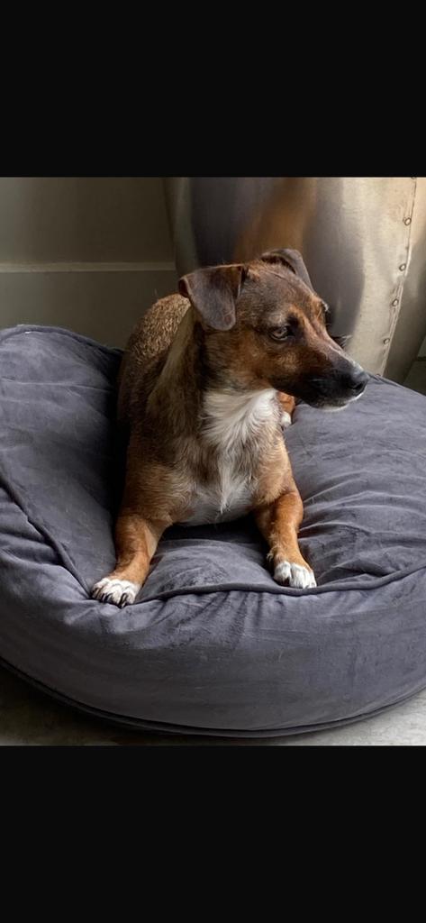 JACK RUSSELL PUPS.ouders/ grootouders geen patella luxatie, Dieren en Toebehoren, Honden | Niet-rashonden, 8 tot 15 weken, Parvo