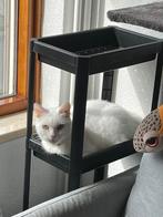 Ter Adoptie via opvang, lieve Cotton, Dieren en Toebehoren, Katten en Kittens | Overige Katten, Kater