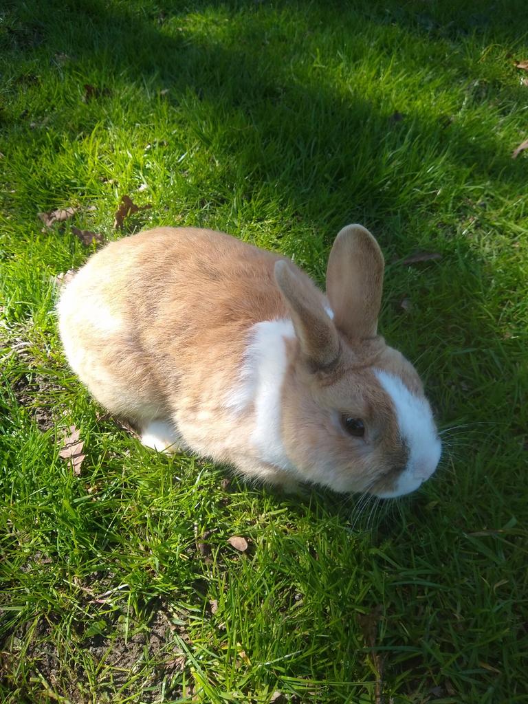 Mannetjes konijn, Dieren en Toebehoren, Konijnen, Mannelijk, Middelgroot, 0 tot 2 jaar
