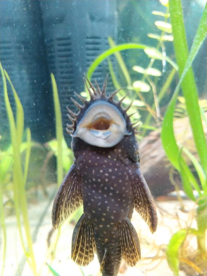 Ancistrus mannetje volwassen, Dieren en Toebehoren, Vissen | Aquariumvissen, Zoetwatervis, Vis