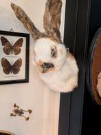 Konijn shouldermount, Ophalen of Verzenden, Zo goed als nieuw, Beeldje of Figuurtje