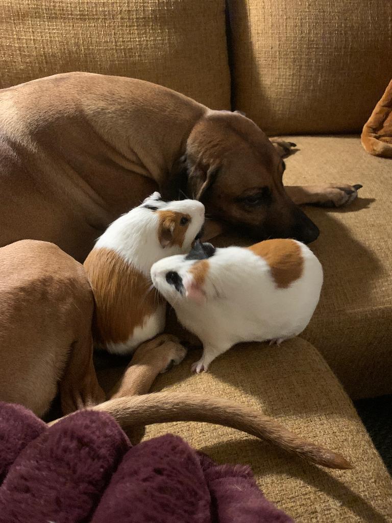 Rhodesian ridgeback puppies 18/4, Parvo, Overige rassen, 8 tot 15 weken, Meerdere