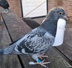 3 mooie jonge kleurpostduiven npo geringd 2026, Meerdere dieren, Postduif