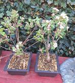 Bonsai Malus 35cm appelboom appelBonsai in trainingsschaal, Eenjarig, Ophalen of Verzenden, Halfschaduw, Fruitplanten