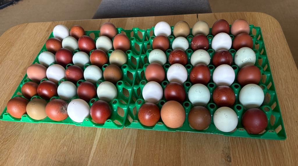 Broedeieren van kleurleggers, Dieren en Toebehoren, Pluimvee, Geslacht onbekend, Kip