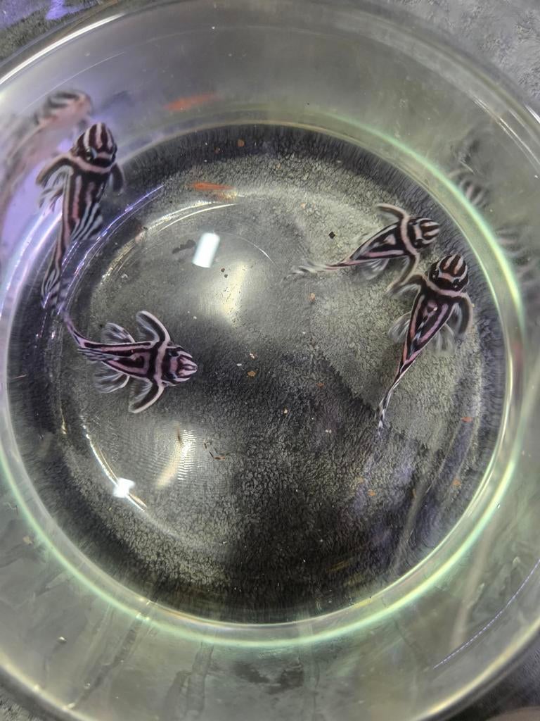 4  l46 volwassen dieren, Dieren en Toebehoren, Vissen | Aquariumvissen, Vis