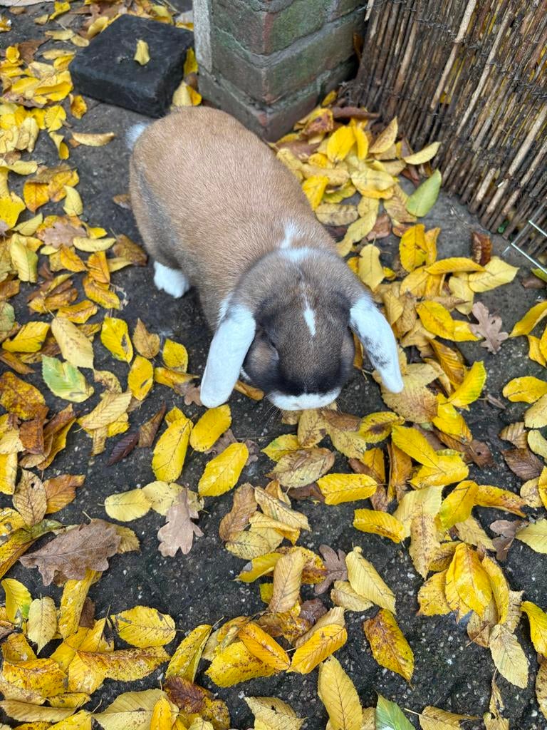 2 rammen, Dieren en Toebehoren, Konijnen, Mannelijk