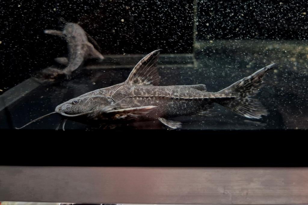Pterodoras granulosus, Dieren en Toebehoren, Vissen | Aquariumvissen, Vis, Zoetwatervis