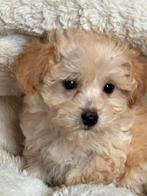 Prachtige pups ( Maltezer met Dwergpoedel ) Maltipoo, Dieren en Toebehoren, Poedel, Parvo, Nederland, 8 tot 15 weken