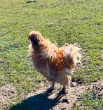 Goed huis gezocht voor prachtige buff zijdehoen haan (kriel), Dieren en Toebehoren, Mannelijk, Kip