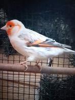 Gevraagt bastaard en kanaries  Gevraagt, Dieren en Toebehoren, Vogels | Overige Vogels, Meerdere dieren