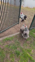 Broedeieren brahma zilverpatrijs, Dieren en Toebehoren, Pluimvee, Geslacht onbekend, Kip