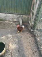 Te koop legkip haan, Mannelijk, Kip