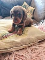 Kleine Teckel pups te koop, Dieren en Toebehoren, Parvo, 8 tot 15 weken, Korthaar, Dwerg