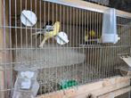 Kanaries te verkopen, Dieren en Toebehoren, Vogels | Kanaries, Meerdere dieren, Kleurkanarie