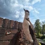 Opgezette zeekoet, Ophalen of Verzenden, Zo goed als nieuw, Vogel, Opgezet dier