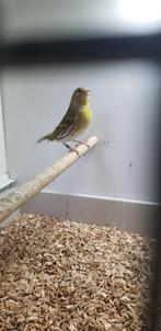 Sijs pop, Dieren en Toebehoren, Vrouwelijk, Bastaard