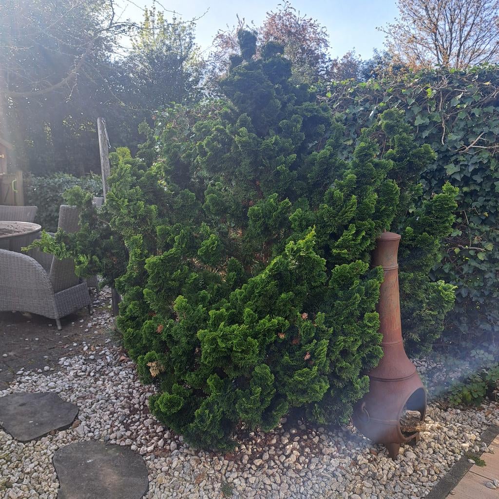 Japanse conifeer / schijncypress, Tuin en Terras, Planten | Bomen, Ophalen, Bloeit niet, Halfschaduw, Overige soorten