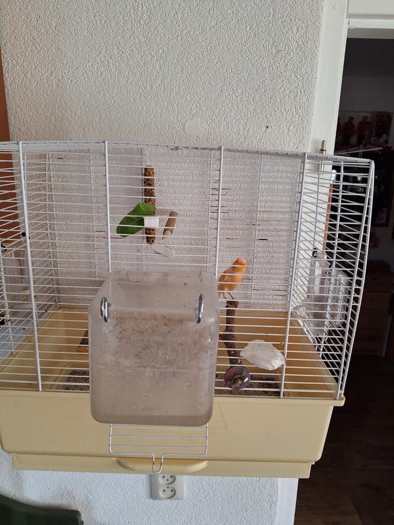 Kanarie Man waterslager met kooi, Mannelijk, Zangkanarie