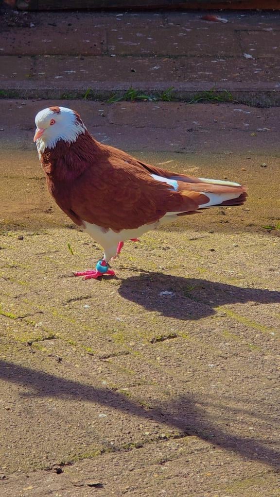 Duiven te koop, Meerdere dieren, Overige soorten