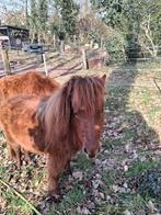 Gezocht liefdevol plekje voor mijn 3 shetland Merries, Dieren en Toebehoren, Merrie