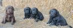 Labrador / labradoodle pups, België, Fokker | Hobbymatig, 8 tot 15 weken, Labrador retriever