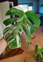 Monstera variegata stek, Huis en Inrichting, Kamerplanten, Ophalen, Halfschaduw, Minder dan 100 cm