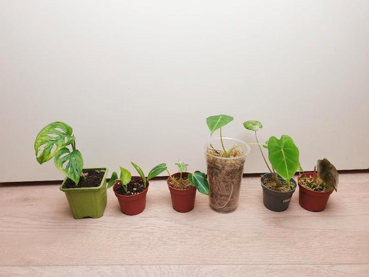 Set baby kamerplantjes, anthurium, alocasia, monstera, Huis en Inrichting, Kamerplanten, Overige soorten, Minder dan 100 cm, Groene kamerplant