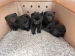 Schipperke pups met stamboom, nog twee reutjes beschikbaar, Dieren en Toebehoren, Parvo, 8 tot 15 weken, Eén hond, Nederland