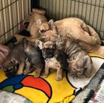 Franse bulldog pups, Parvo, Nederland, 8 tot 15 weken, Bulldog
