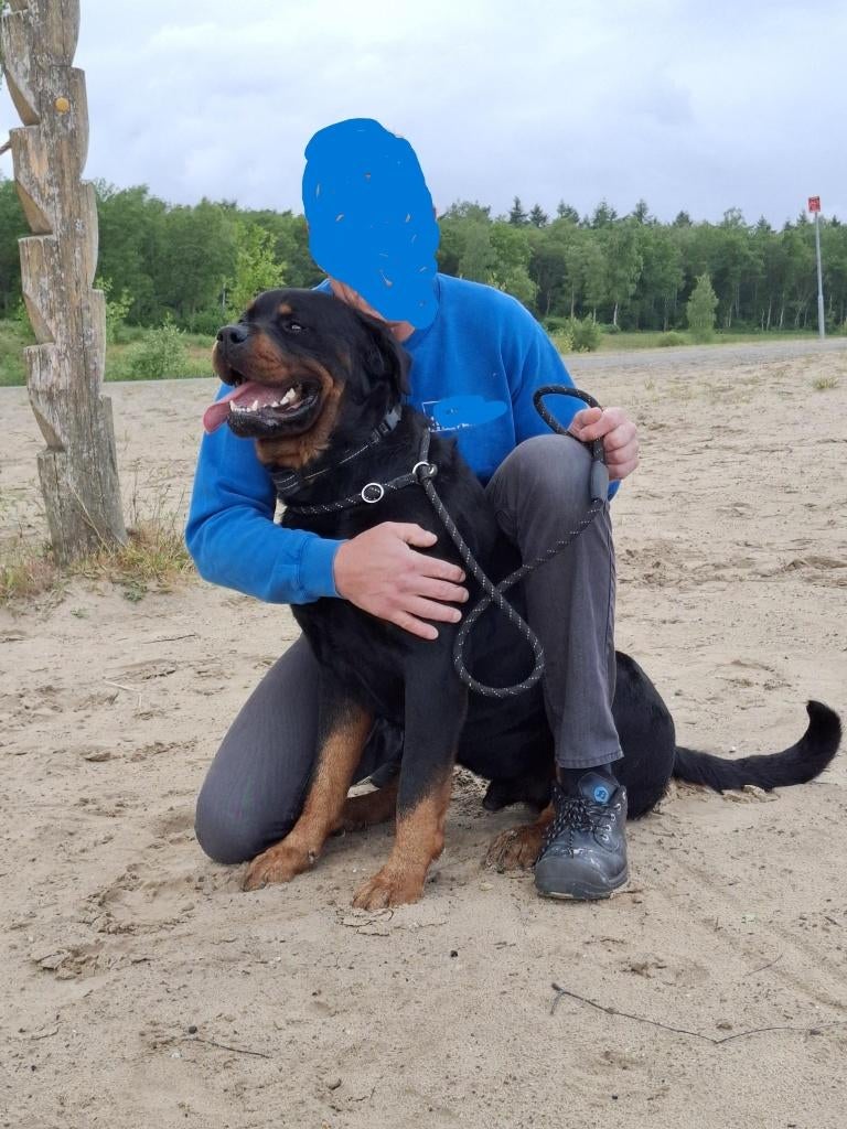 Stoere mooie rottweiler Jack, Dieren en Toebehoren, Honden | Herdershonden en Veedrijvers, Eén hond, 3 tot 5 jaar, Nederland, Particulier