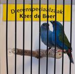 Koppel forbes papegaaiamadine, Dieren en Toebehoren, Meerdere dieren