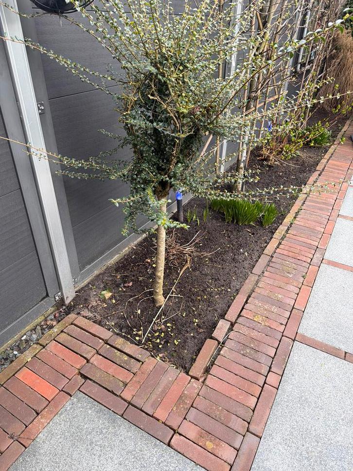 Diverse boompjes: perenbomen, buxus en regenton, Tuin en Terras, Planten | Fruitbomen, Perenboom, 100 tot 250 cm, Volle zon, Lente