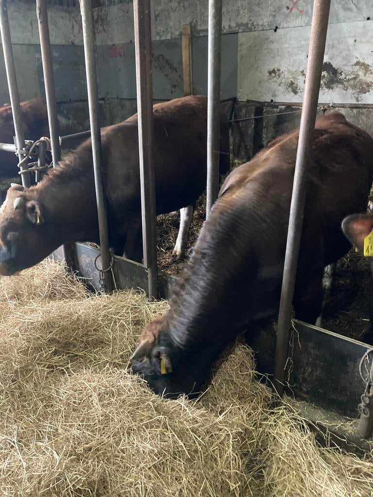 4 mooie goede gezonde stieren., Dieren en Toebehoren, Runderen, Mannelijk, 0 tot 2 jaar