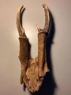 ree gewei compleet met 2 hoorns en huidhaar € 17,50, Verzamelen, Dierenverzamelingen, Ophalen of Verzenden, Zo goed als nieuw