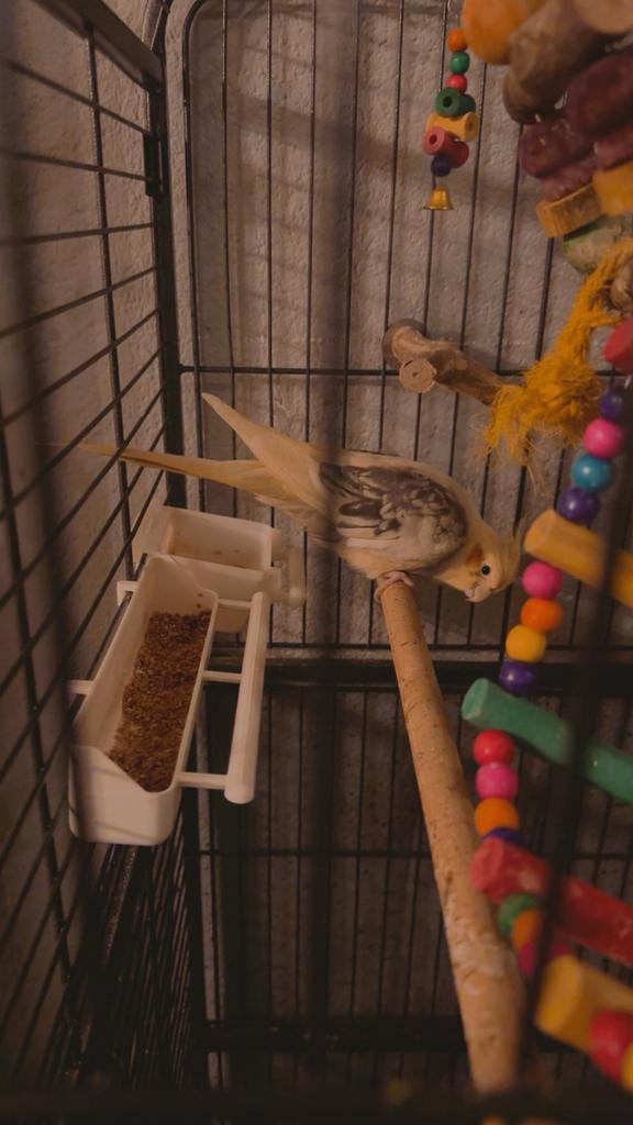 Valkparkiet & 2 kakariekie’s, Dieren en Toebehoren, Vogels | Hokken en Kooien, Zo goed als nieuw, Vogelkooi, Metaal, Ophalen