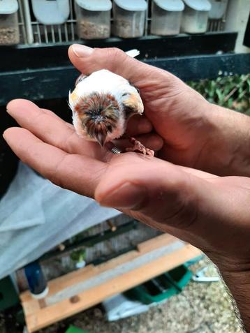 t.k.grt aantal mooie harlekijn kanarie POPPEN 2025 beschikbaar voor biedingen