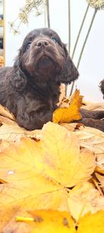 Medium doodle x Engelse cockerspaniel pups .cockapoo, Dieren en Toebehoren, Overige rassen, 8 tot 15 weken, CDV (hondenziekte)