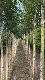 Betula pendula ( ruwe berk) te koop!, Tuin en Terras, Planten | Bomen, Ophalen, Bloeit niet, Halfschaduw, Overige soorten