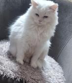 Britse langhaar, Dieren en Toebehoren, Katten en Kittens | Overige Katten, Kater