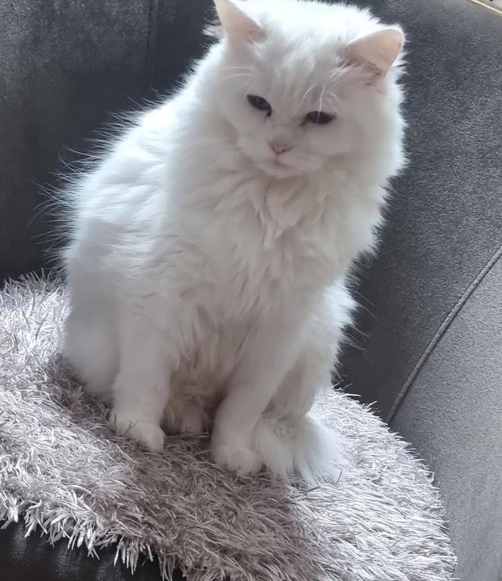 Britse langhaar, Dieren en Toebehoren, Katten en Kittens | Overige Katten, Kater