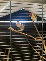 Majoor putter wildkleur witkop split agaat, Dieren en Toebehoren, Vogels | Overige Vogels, Mannelijk, Wildzangvogel