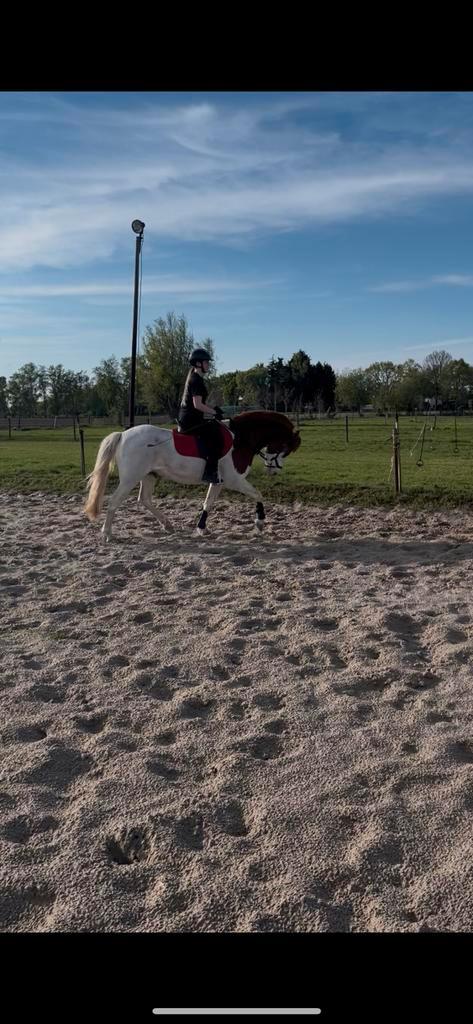 Bijrijder AANGEBODEN, Dieren en Toebehoren, Paarden en Pony's | Overige Paardenspullen, Ophalen of Verzenden