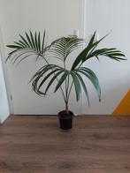 Kentiapalm Howea forsteriana, Ophalen, Halfschaduw, Minder dan 100 cm