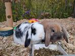 Hele lieve dwerghangoor rammetjes, Dieren en Toebehoren, Konijnen, Mannelijk, Dwerg, Hangoor, 0 tot 2 jaar