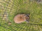 Goed huisje gezocht, Dieren en Toebehoren, Konijnen, Vrouwelijk, Groot