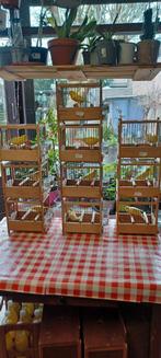 WATERSLAGERS MANNEN nog 2  mooie  gele vogels, Mannelijk, Zangkanarie