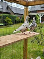 Zwart stipper postduiven duiven, Dieren en Toebehoren, Vogels | Duiven, Vrouwelijk, Postduif